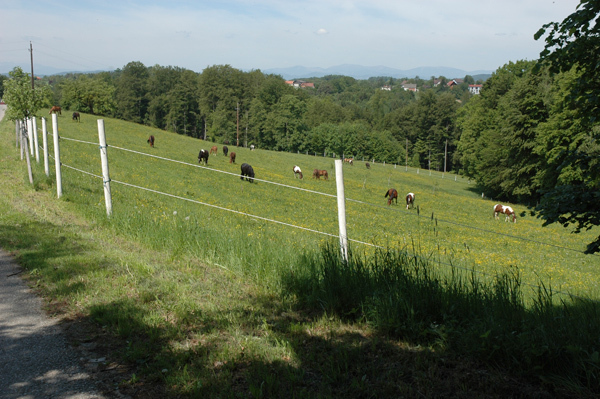 Eine Gruppe Kühe, die auf einem Feld grasen