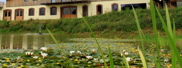 ein Teich mit Pflanzen und Blumen